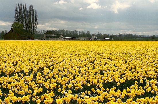 A host of dancing Daffodils;