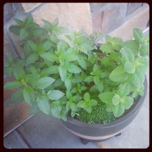 Look how big my mint is!